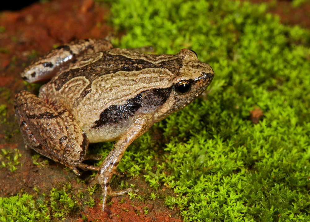 Citizen engagement in science results in re-description of the Sholiga Narrow Mouthed Frog from South Western India